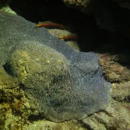 Wrinkle Coral, photo 10