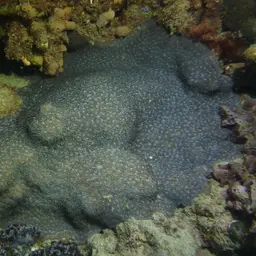 Wrinkle Coral, photo 11