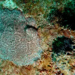 Wrinkle Coral, photo 12