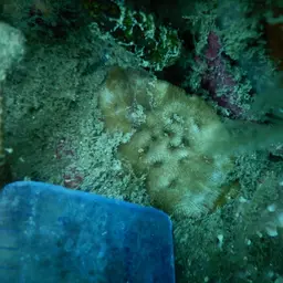 Wrinkle Coral, photo 2