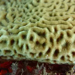 Wrinkle Coral, photo 3