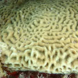 Wrinkle Coral, photo 4