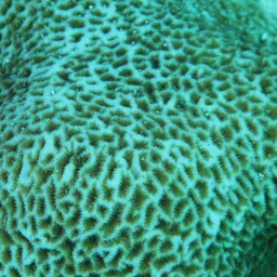 Wrinkle Coral, photo 5