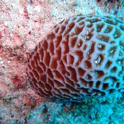 Wrinkle Coral, photo 1