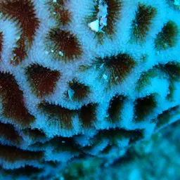 Wrinkle Coral, photo 6