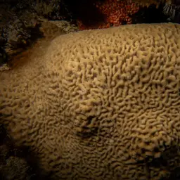 Wrinkle Coral, photo 7