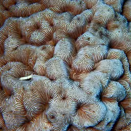 Wrinkle Coral, photo 8