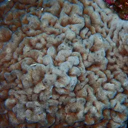 Wrinkle Coral, photo 9