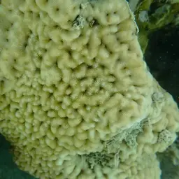 Wrinkle Coral, photo 10