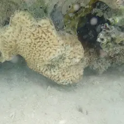 Wrinkle Coral, photo 11