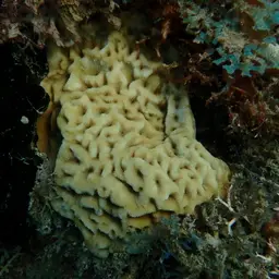 Wrinkle Coral, photo 12