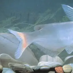 Helmet Catfish, photo 1