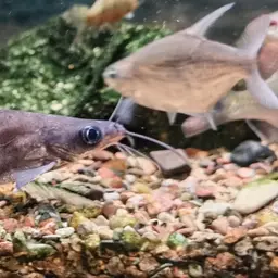 Helmet Catfish, photo 2
