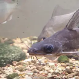 Helmet Catfish, photo 3