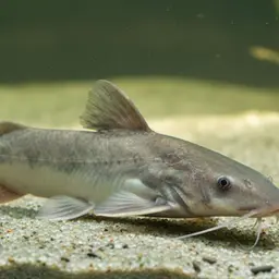 Helmet Catfish, photo 4