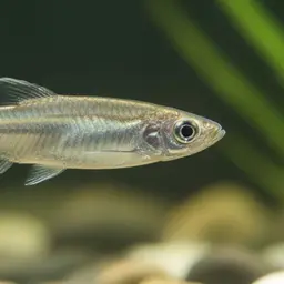 Kubuna Hardyhead