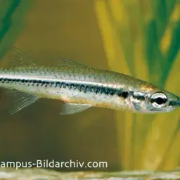 Flyspeck Hardyhead