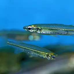 Flyspeck Hardyhead, photo 2