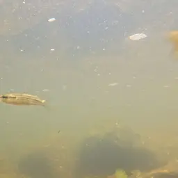 Flyspeck Hardyhead, photo 6
