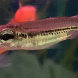 Flyspeck Hardyhead, photo 8