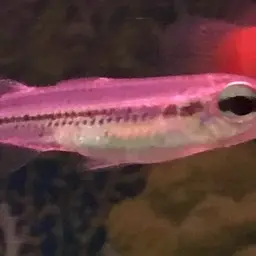Flyspeck Hardyhead, photo 9