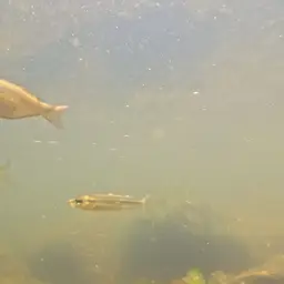 Fly-speckled Hardyhead