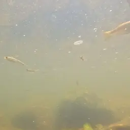 Fly-speckled Hardyhead, photo 3