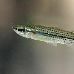 Fly-speckled Hardyhead, photo 5