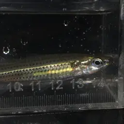 Fly-speckled Hardyhead, photo 8