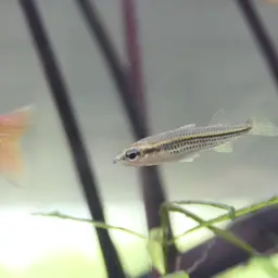 Fly-speckled Hardyhead, photo 12