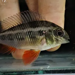 Checkerboard Cichlid, photo 2