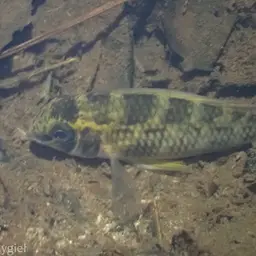 Checkerboard Cichlid, photo 3