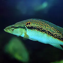 Pike cichlid, photo 1