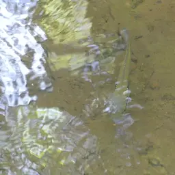 Pike cichlid, photo 2