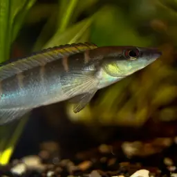 Dwarf-crenicichla, photo 1