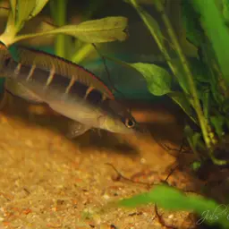 Dwarf-crenicichla, photo 2