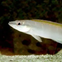 Dwarf-crenicichla, photo 3