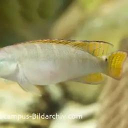 Dwarf-crenicichla, photo 4