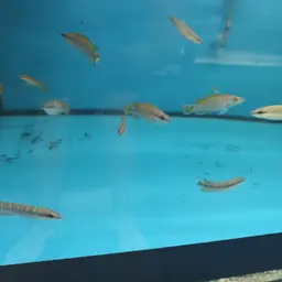 Dwarf-crenicichla, photo 5