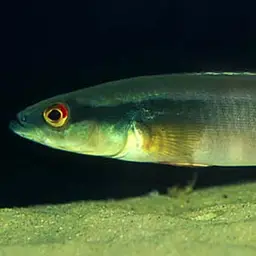 Pike cichlid, photo 1