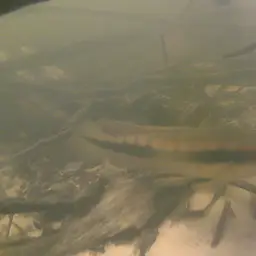 Pike cichlid, photo 2