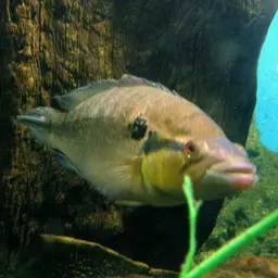 Pike Cichlid, photo 1