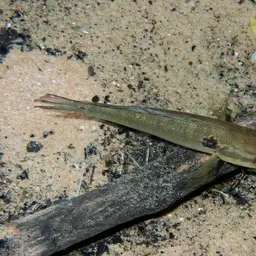 Pike Cichlid, photo 2