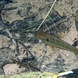 Pike Cichlid, photo 3