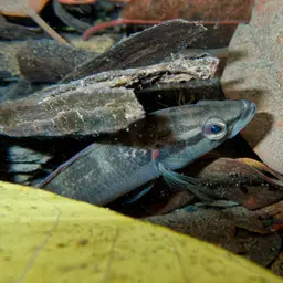 Pike Cichlid, photo 6