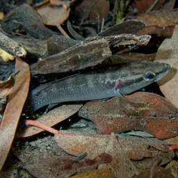 Pike Cichlid, photo 7