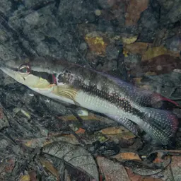 Pike Cichlid, photo 8