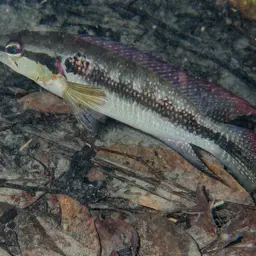 Pike Cichlid, photo 9