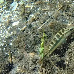 Pike Cichlid, photo 10