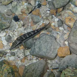 Pike Cichlid, photo 12